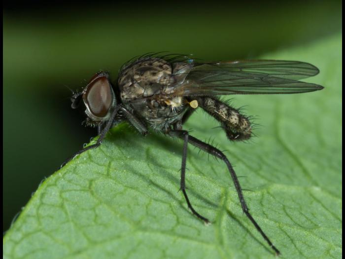 Mouche des semis (Delia platura)_5