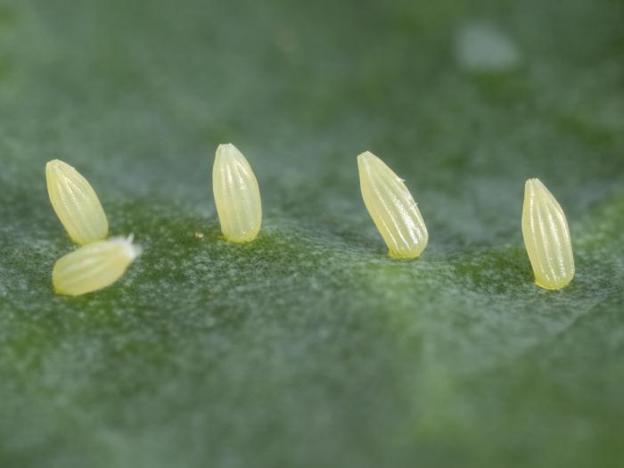 Piéride du chou (Pieris rapae)_1