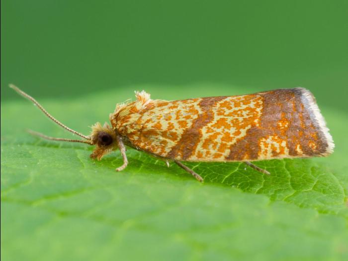 Enrouleuse quadrilignée (Argyrotaenia quadrifasciana)_3