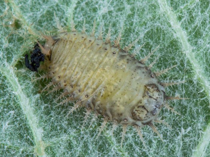 Casside verte (Cassida rubiginosa)_3