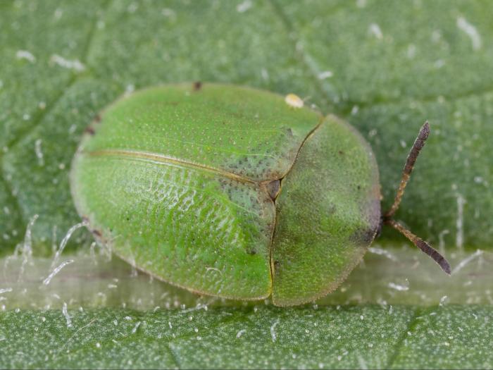 Casside verte (Cassida rubiginosa)_9