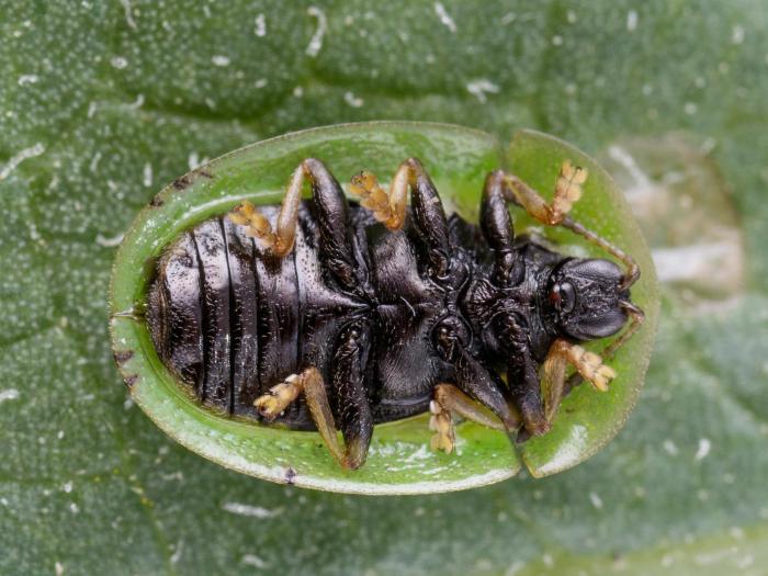 Casside verte (Cassida rubiginosa)_11