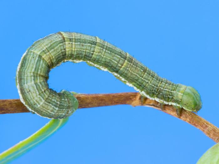 Arpenteuse verte (Speranza sulphurea)_4