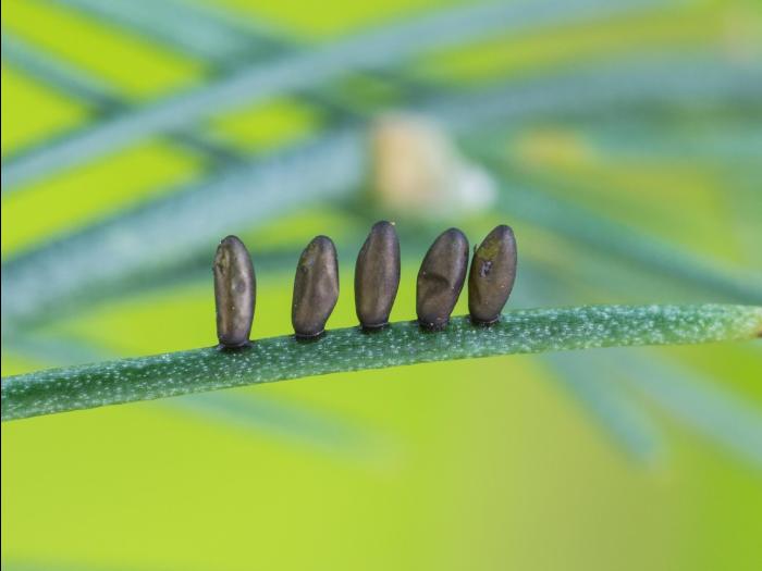 Criocère de l'asperge (Crioceris asparagi)_6
