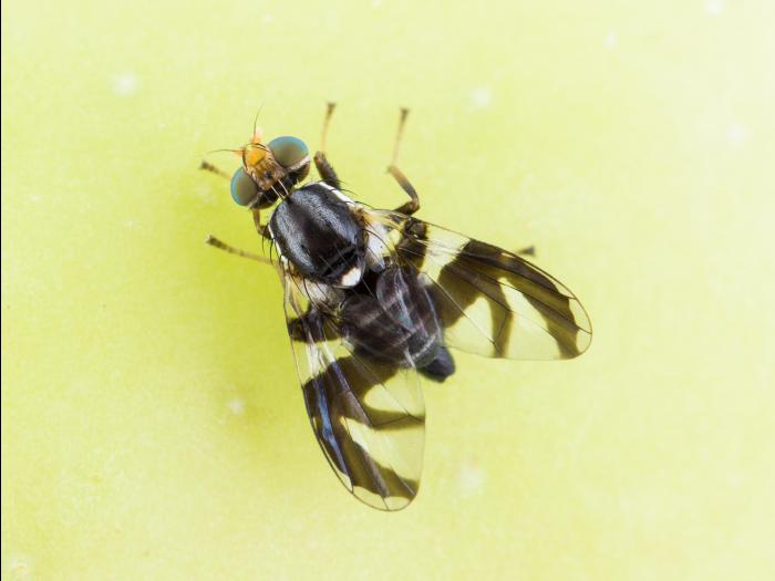 Mouche de la pomme (Rhagoletis pomonella)_6