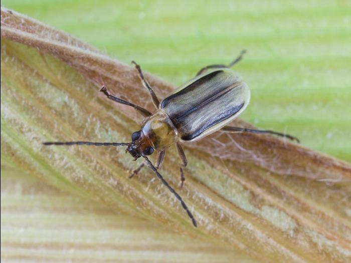 Chrysomèle des racines du mais de l'ouest (Diabrotica virgifera virgifera)_6