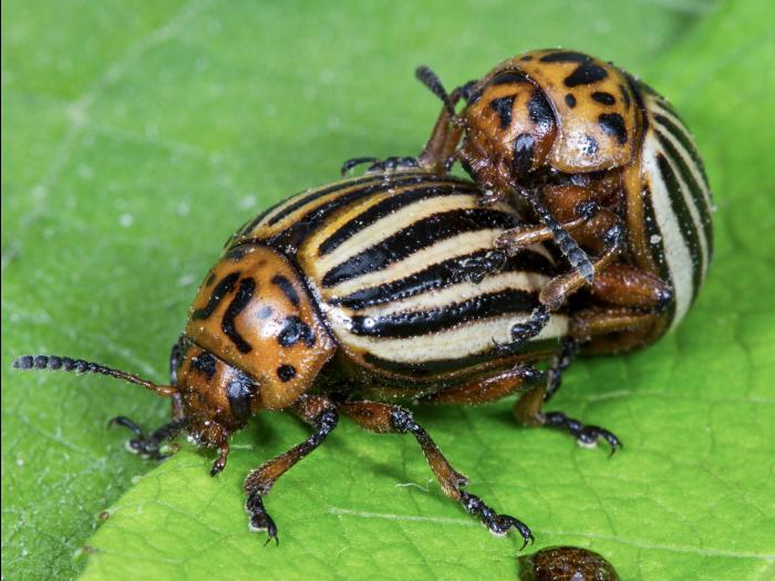 Doryphore de la pomme de terre (Leptinotarsa decemlineata)_5
