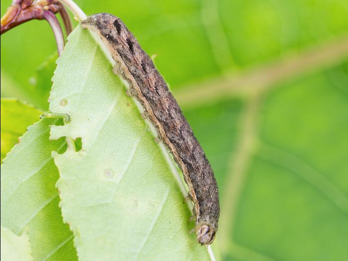 Ver-gris tacheté (Xestia c-nigrum)_10