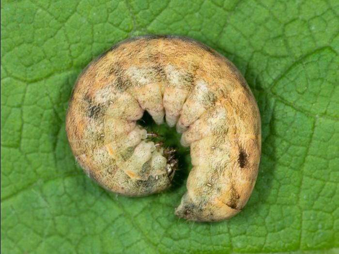 Ver-gris tacheté (Xestia c-nigrum)_11