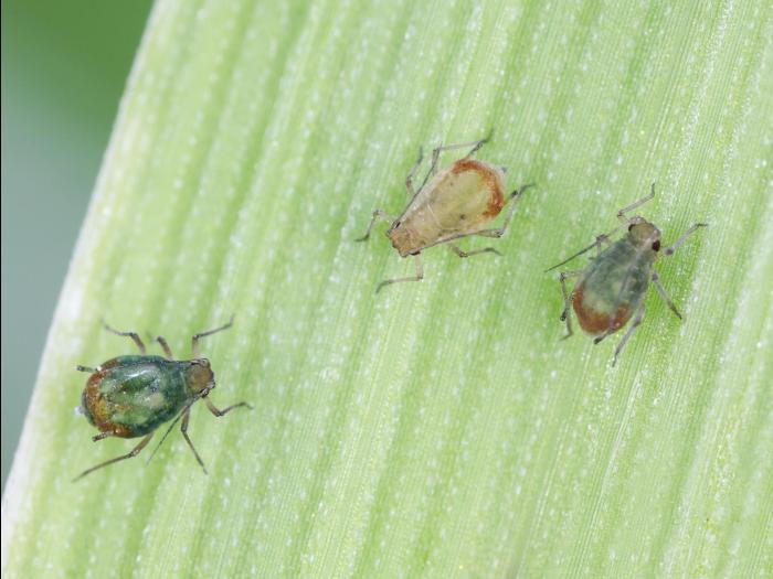 Puceron bicolore des céréales (Rhopalosiphum padi)_4