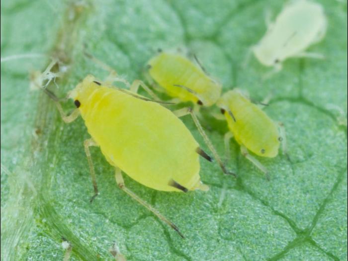 Puceron du soya (Aphis glycines)_9