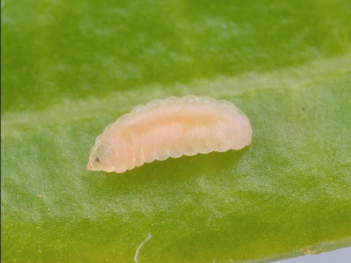 Cécidomyie des atocas (Dasineura oxycoccana)_13