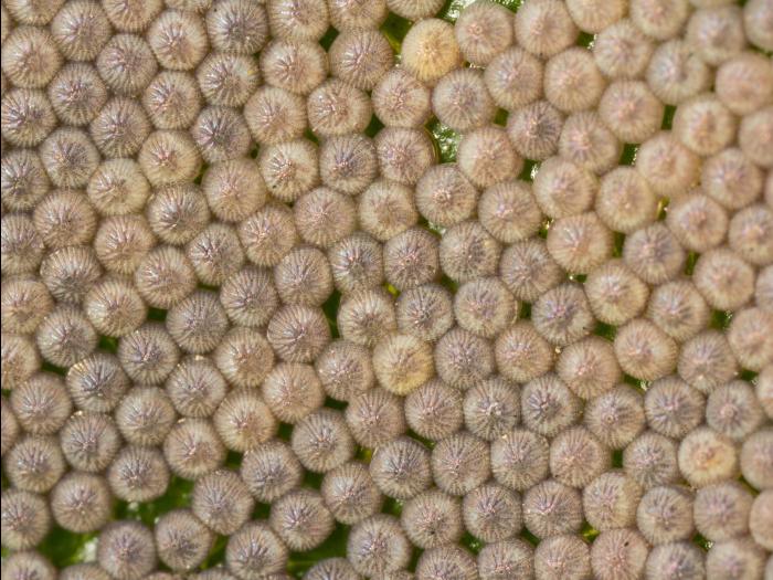 Fiancée (Noctua pronuba)_10