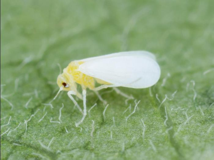Aleurode tabac (Bemisia tabaci)_7