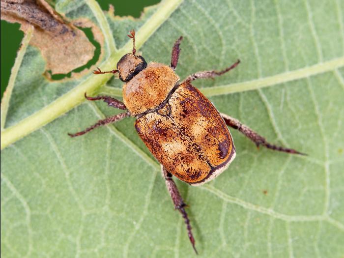 Hoplia trifasciata_2
