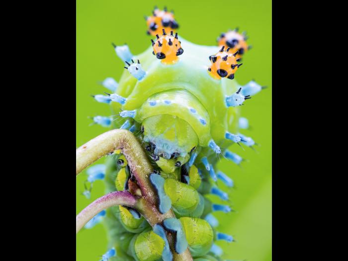 Saturnie cécropia (Hyalophora cecropia)_5