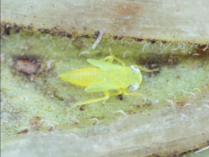 Cicadelle de la pomme de terre (Empoasca fabae)_5