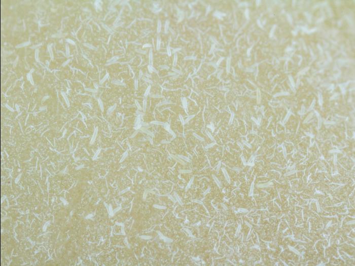 Phytopte de la tulipe (Aceria tulipae)_1