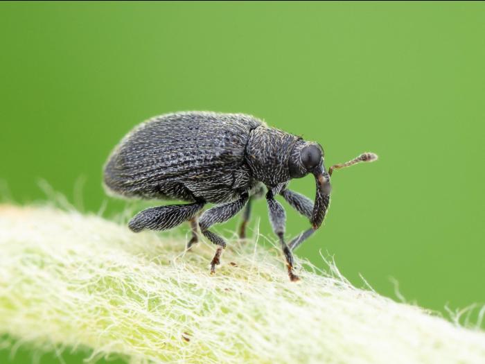 Orcheste du pommier (Orchestes pallicornis)_4