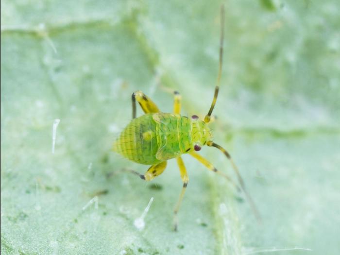 Microtechnites bractatus_4