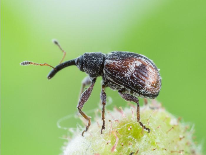 Anthonome fleur du fraisier (Anthonomus signatus)_7