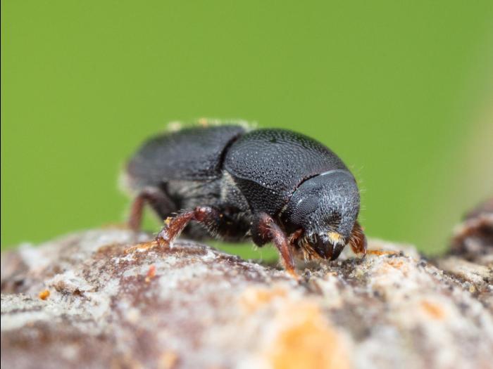 Scolytes des arbres fruitiers (Scolytus rugulosus)_6