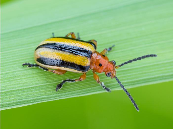 Chrysomèele trirayée de la pomme de terre (Lema daturaphila)_2
