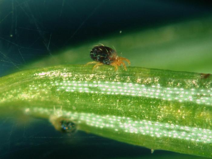 Tétranyque de l'épinette (Oligonychus ununguis)_1