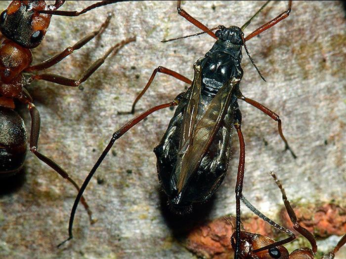 Puceron du sapin (Cinara curvipes)_4