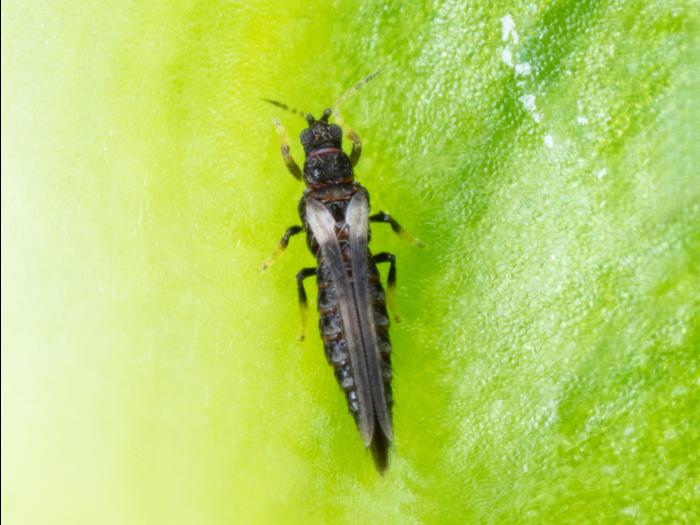 Thrips de l'impatiens (Echinothrips americanus)_2