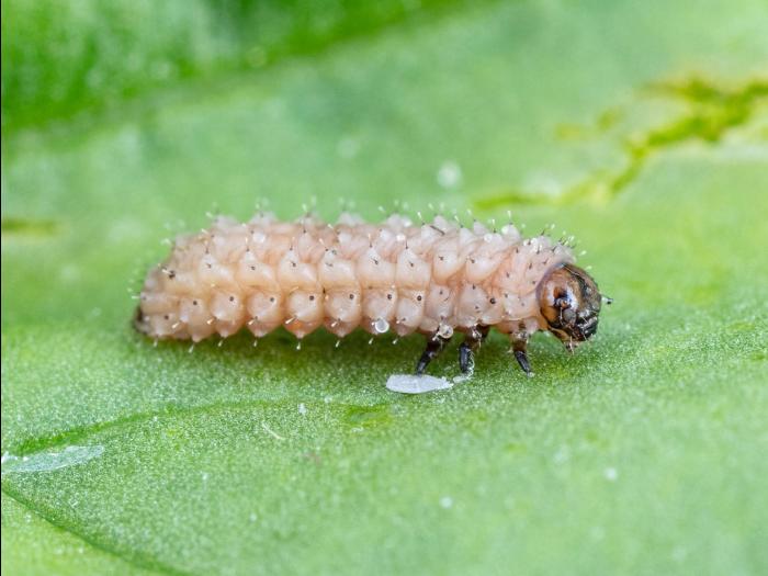 Altise épinard (Disonycha xanthomelas)_5