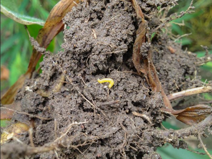 Chrysomèle des racines du mais du nord (Diabrotica barberi)_6
