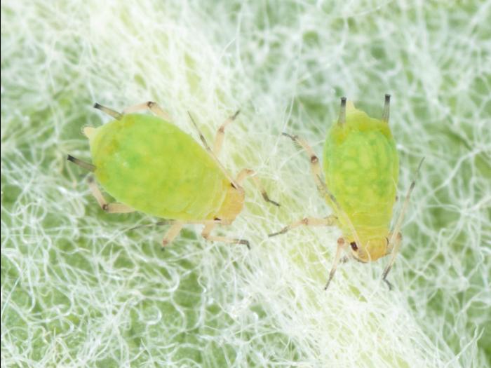 Puceron vert du pommier (Aphis pomi)_5