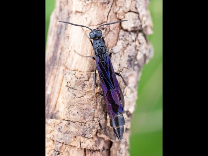 Hartigia trimaculata_8