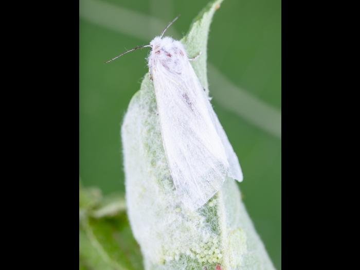 Chenille à tente estivale (Hyphantria cunea)_10