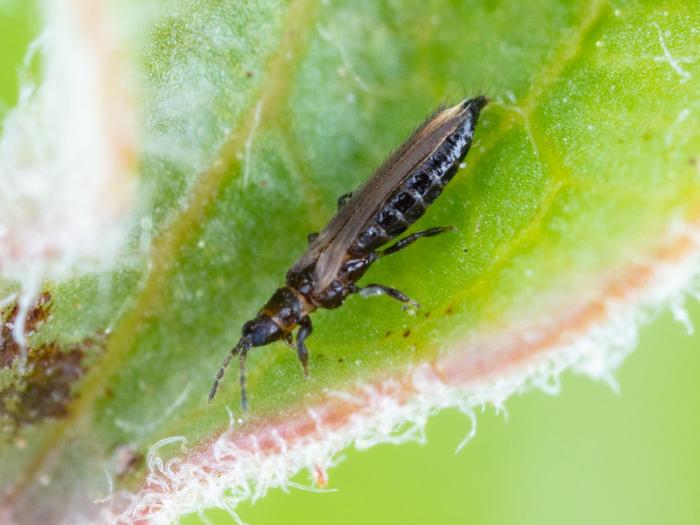 Thrips du poirier (Taeniothrips inconsequens)_3
