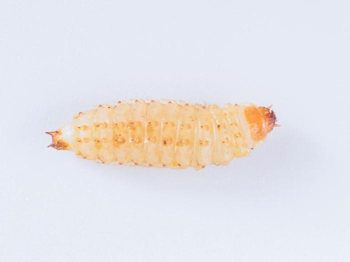 Petit coléoptère de la ruche (Aethina tumida)