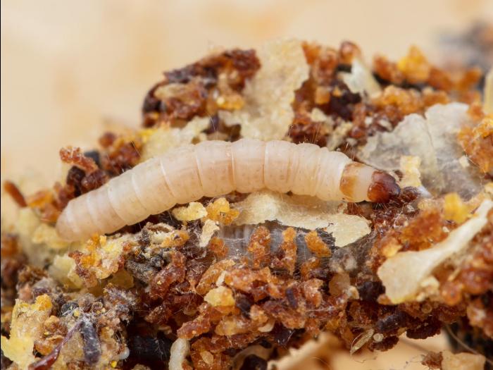 Petite fausse-teigne (Achroia grisella)