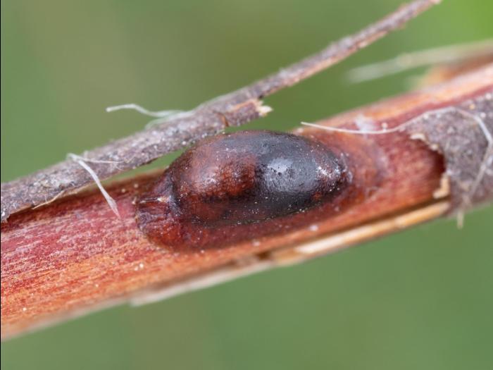 Lécanie de la vigne (Parthenolecanium corni)_2