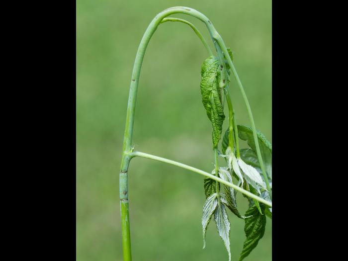 Framboise - Anneleur du framboisier (Oberea affinis)_2
