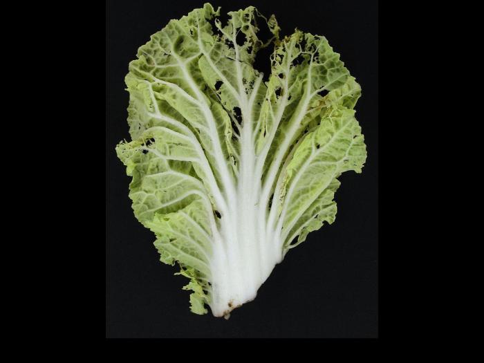 Chou chinois - Mouche des semis (Delia platura)_1