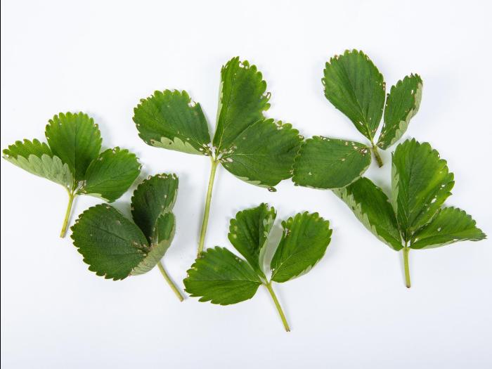 Framboise - Chrysomèle du fraisier (Paria fragariae)_2