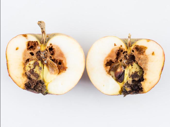 Pomme - Carpocapse de la pomme (Cydia pomonella)_3