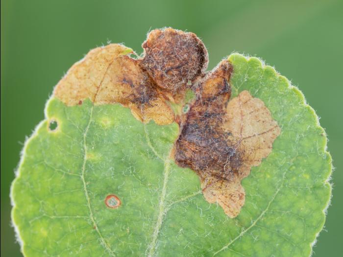 Pomme - Orcheste du pommier (Orchestes pallicornis)_2