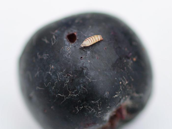 Aronie à fruits noirs - Drosophile à ailes tachetées (Drosophila suzukii)_1