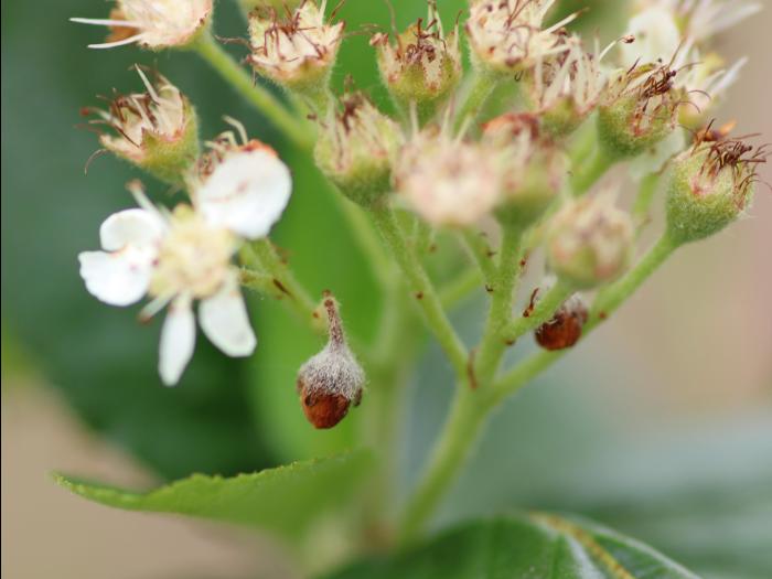 Aronie à fruits noirs - Punaise terne (Lygus lineolaris)_3