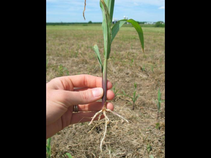 Maïs grain et fourrager - Sol compact