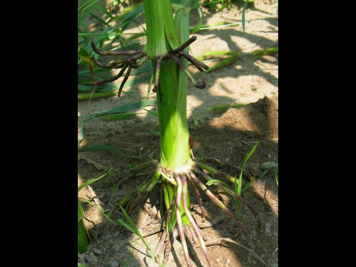 Maïs grain et fourrager - Drainage insuffisant (asphyxie racinaire)