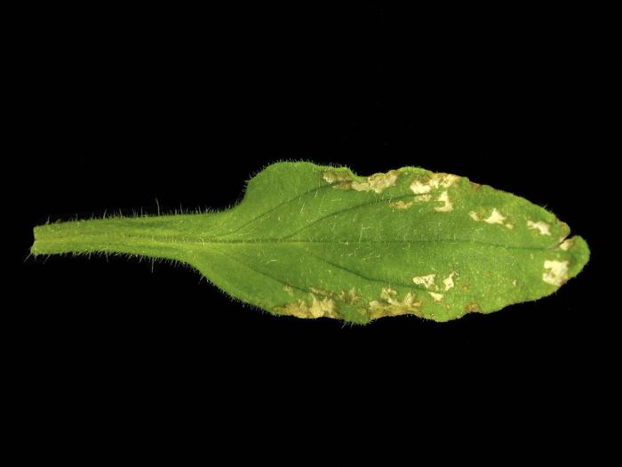 Pétunias - Polluant gazeux (Ozone (O3))_2