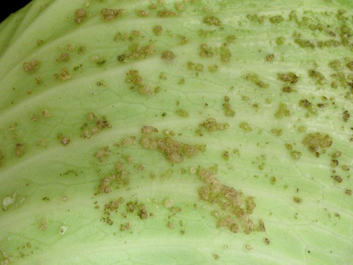 Chou pommé - Intumescence (oedème)